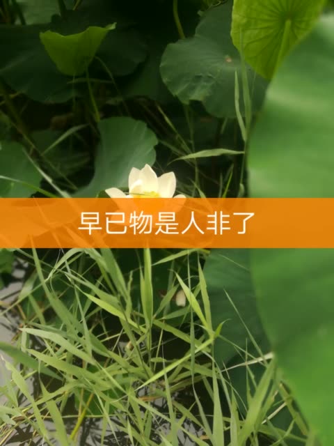快手点赞特效是什么花的简单介绍