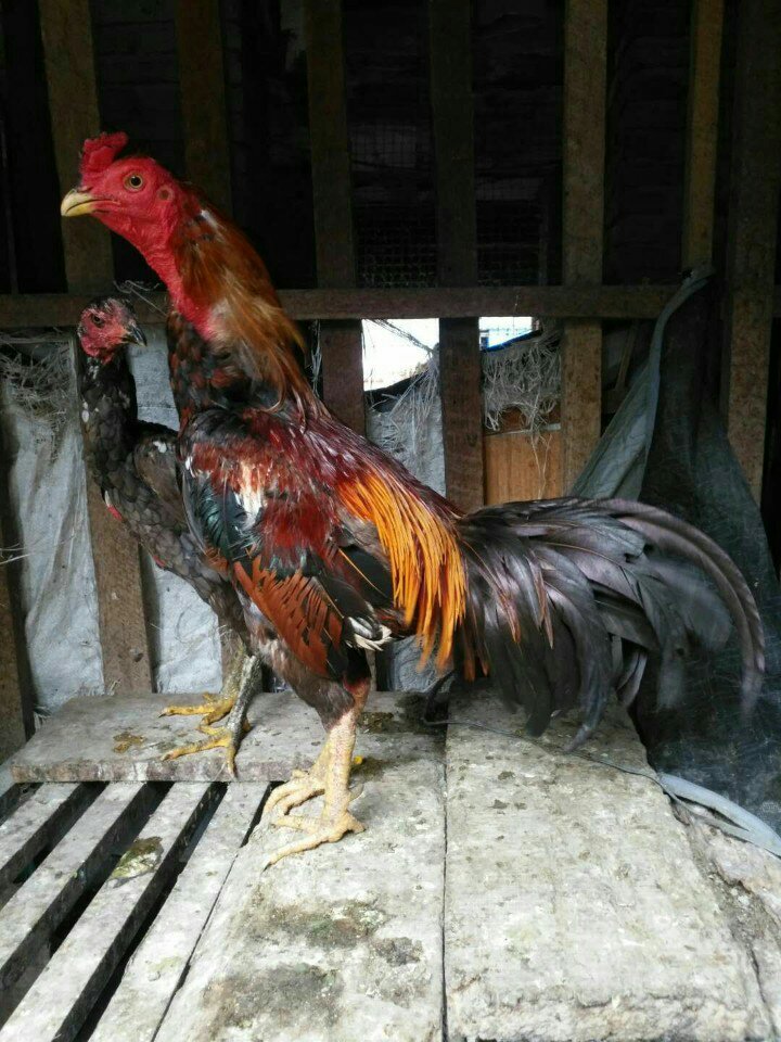 勐遮斗鸡爱好者,老缅的主页-快手直播