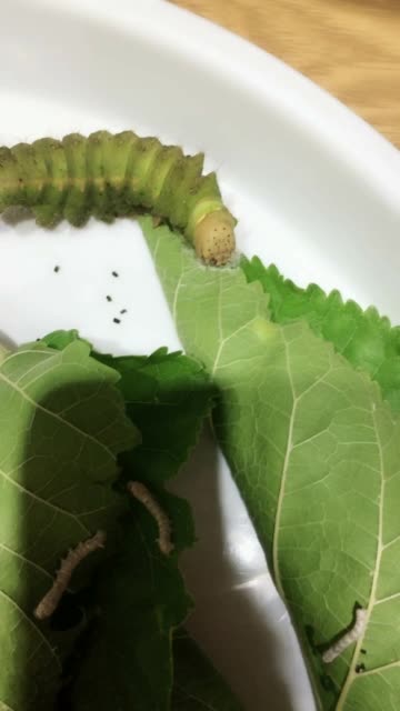 蚕宝宝在吐丝自缚 271       赞                   评论