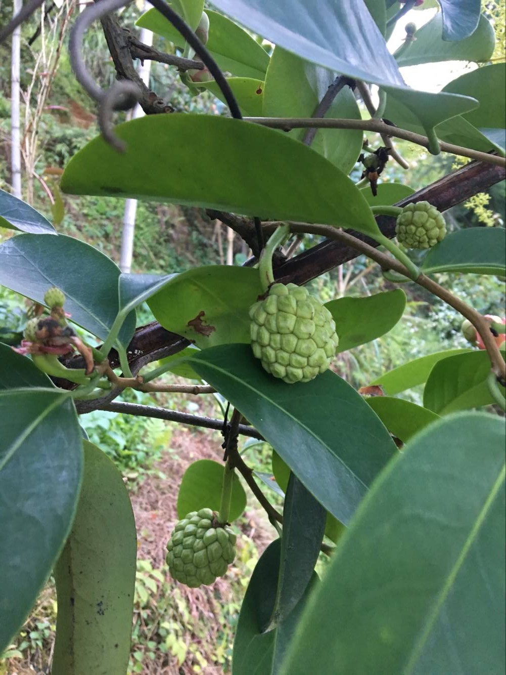 黑老虎恶魔果实八月瓜2