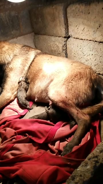 播放0 赞                 5 评论              10月前 小马犬出售