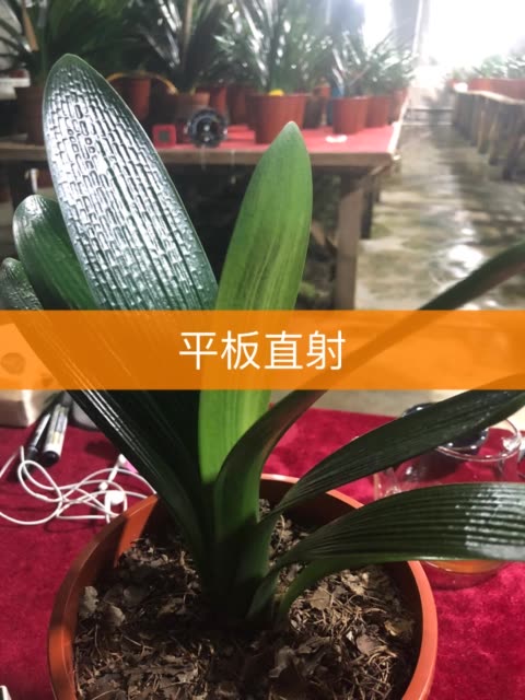 君子兰交流直播间,感兴趣的老铁双击关注.