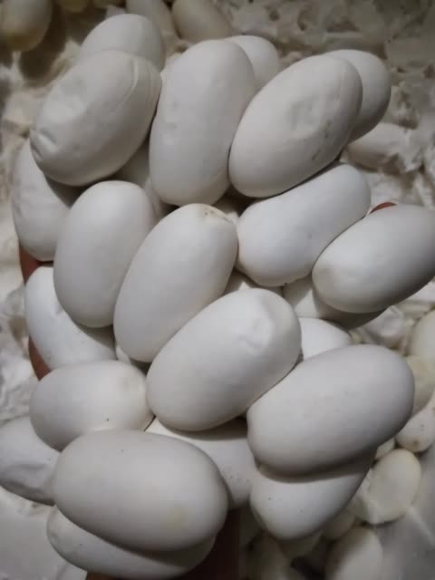 佛山阿星蛇业有限公司的主页-快手直播