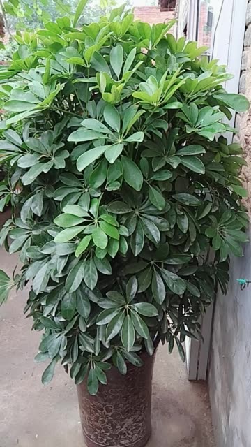 我这棵八叶金盘漂亮吗?