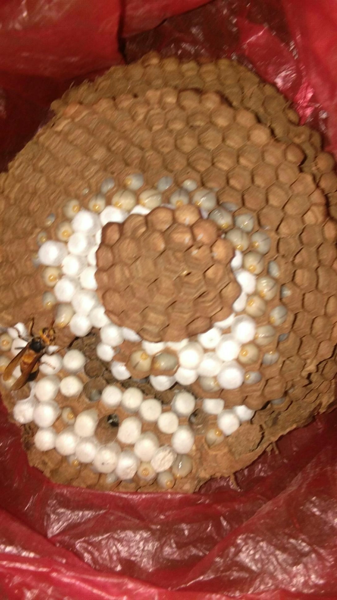 野生黑尾一百多职蜂 7月前