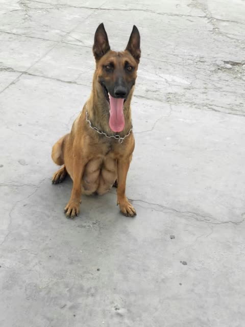 民间马犬玩家小杨的主页-快手直播