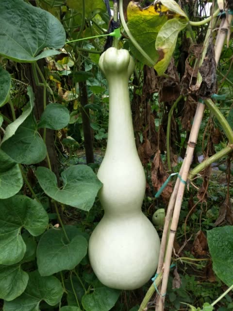 大炮弹  莲花头 525        赞                   评论