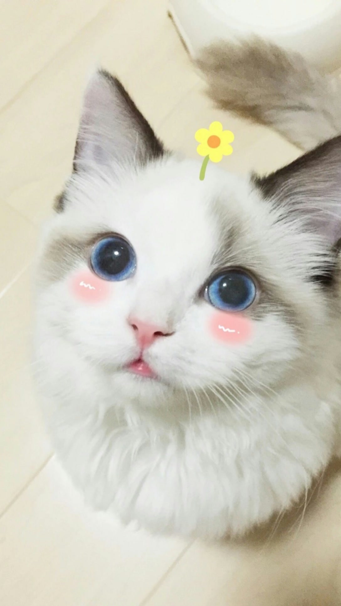 22苏雪宁21227198的主页-快手直播