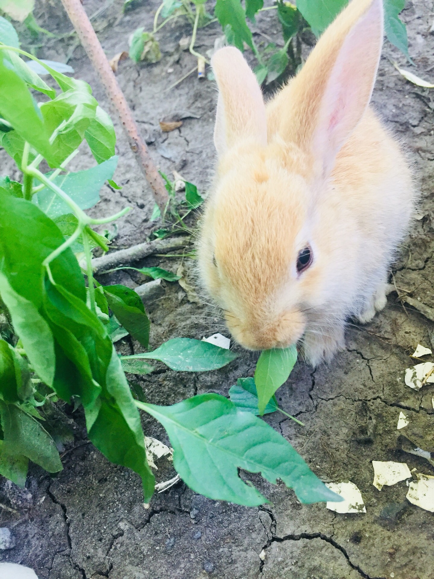在小区看见一只流浪兔子 元宝拍照技术很不错 135       赞
