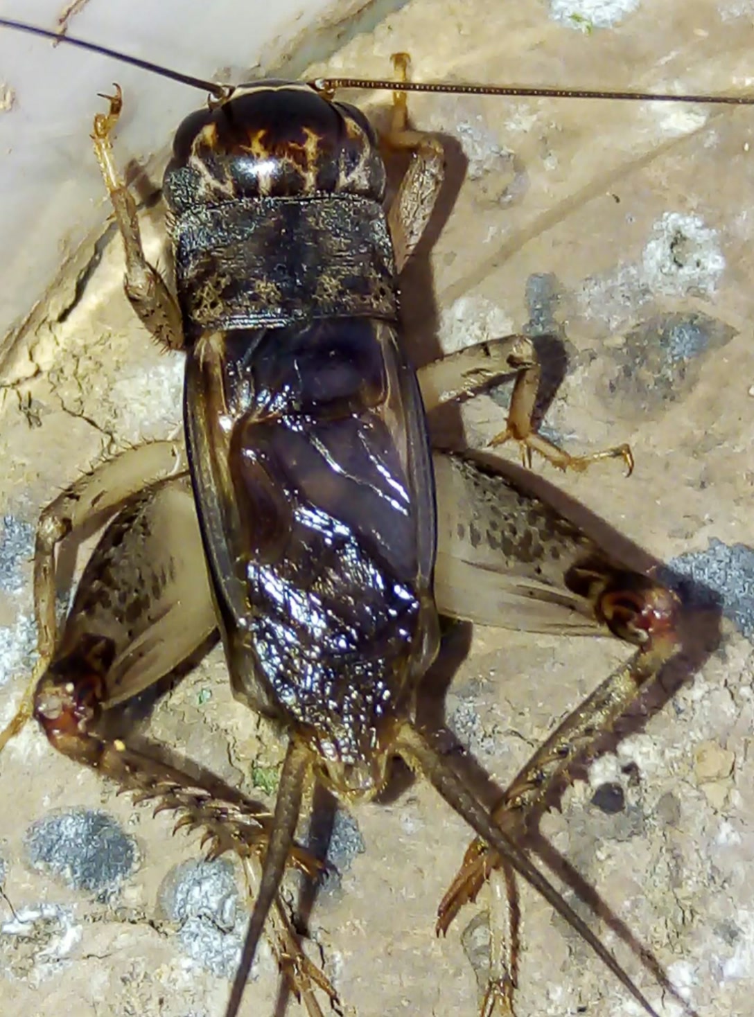 老杨/蟋蟀王的主页-快手直播