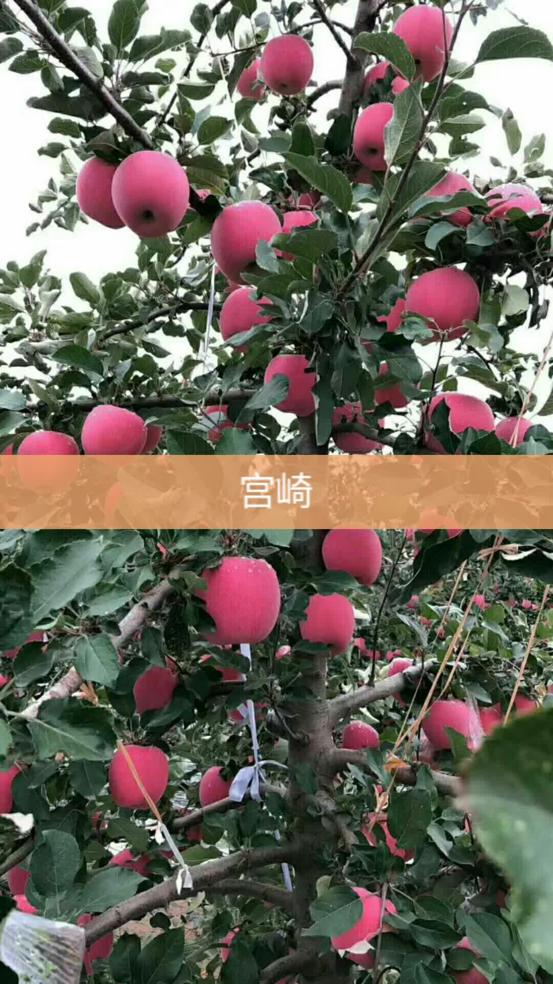 中短枝宫崎富士品种         赞                   评论