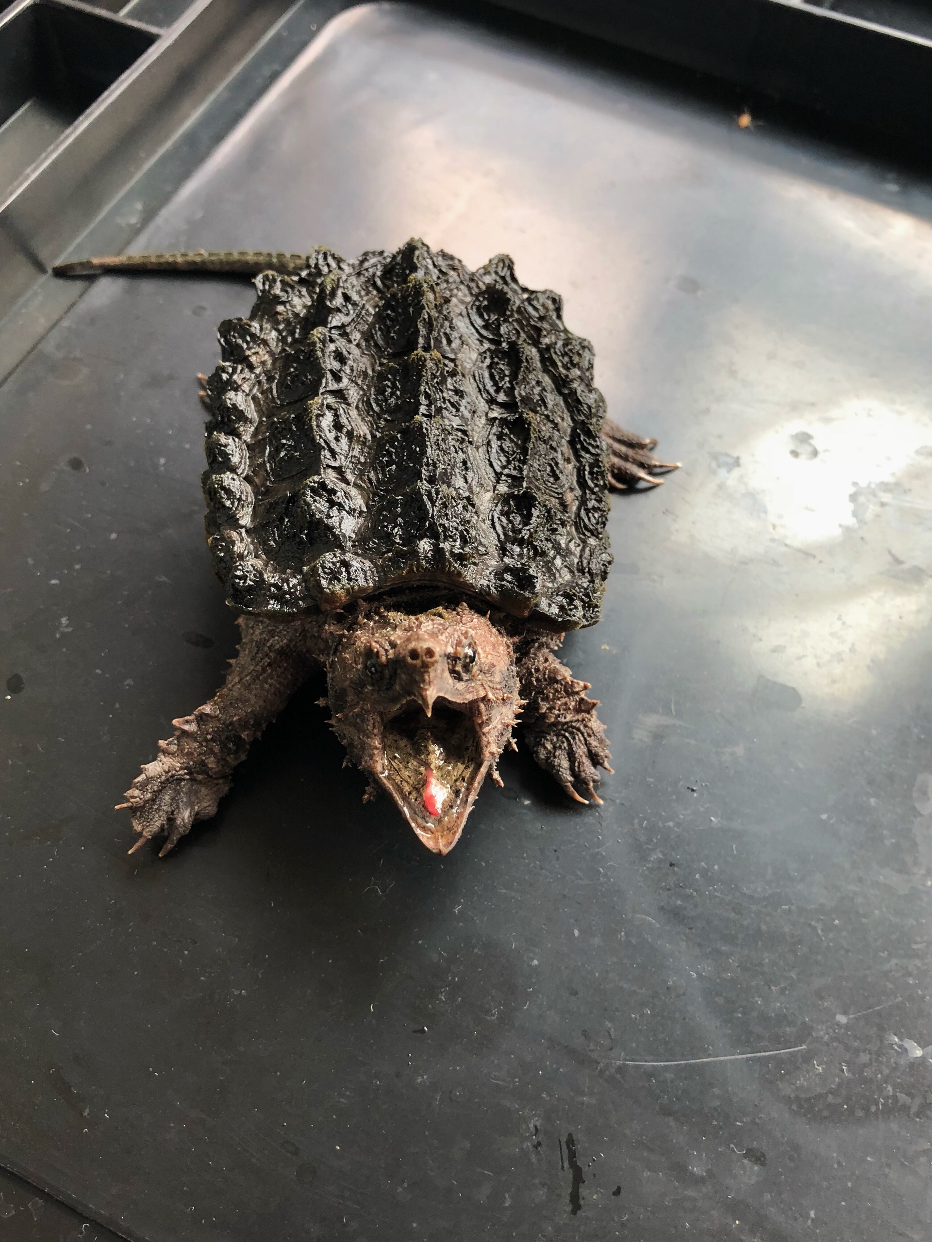 匠魂【佛鳄玩商】