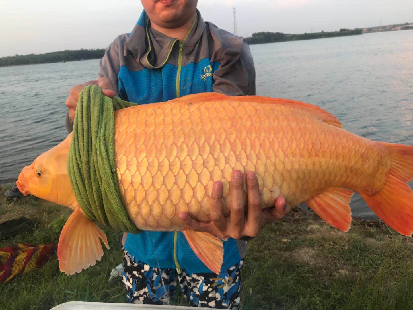 老铁39斤红色鲤鱼给力吗 821        赞                    评论