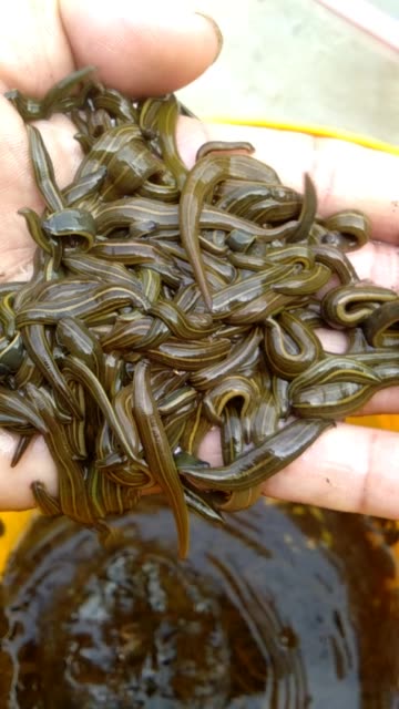 逮鱼梁哥的主页-快手直播