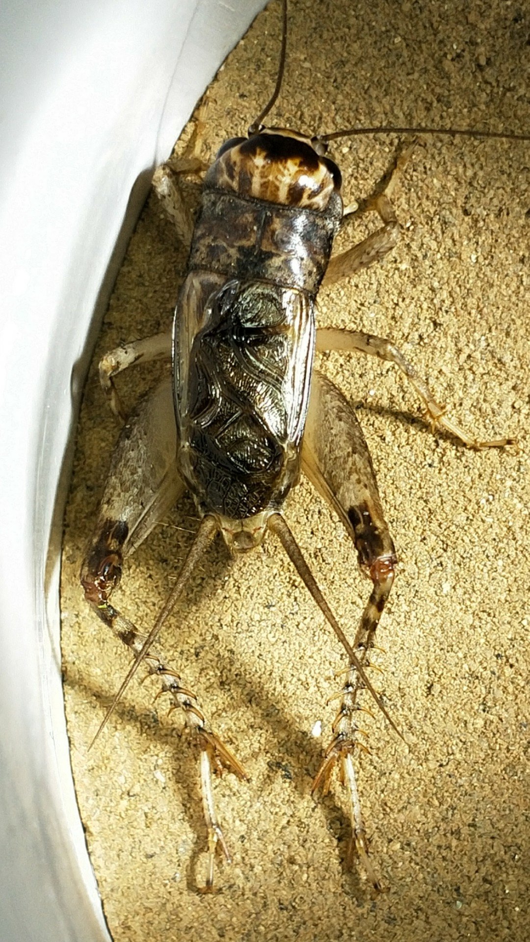 爱玩蟋蟀的闯子的主页-快手直播