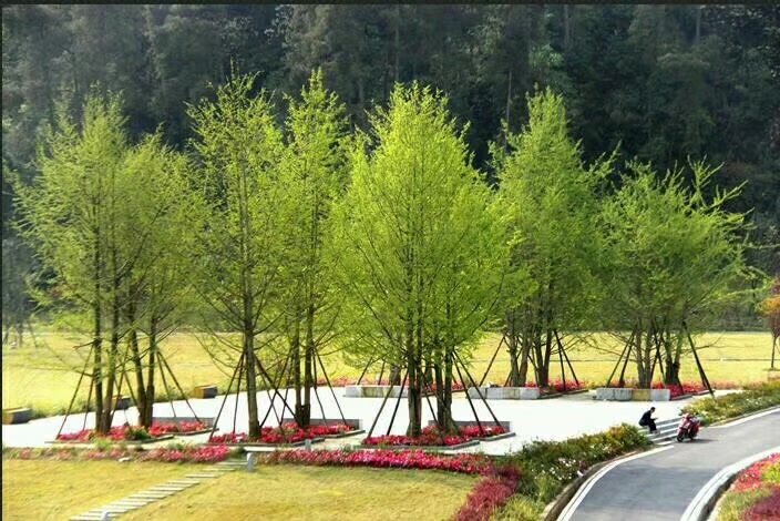 丛生银杏的美 223       赞                   评论              1