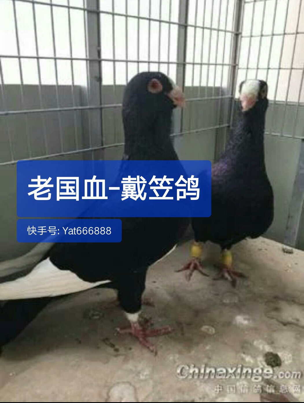 老国血戴笠欣赏,喜欢的鸽友给个双击支持一下谢谢,右上角 号点一下