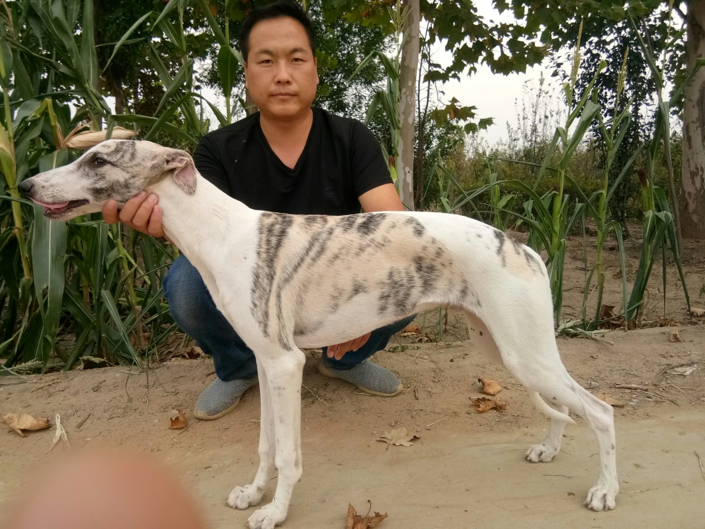 南宫犬业龙旋风直子六个月!