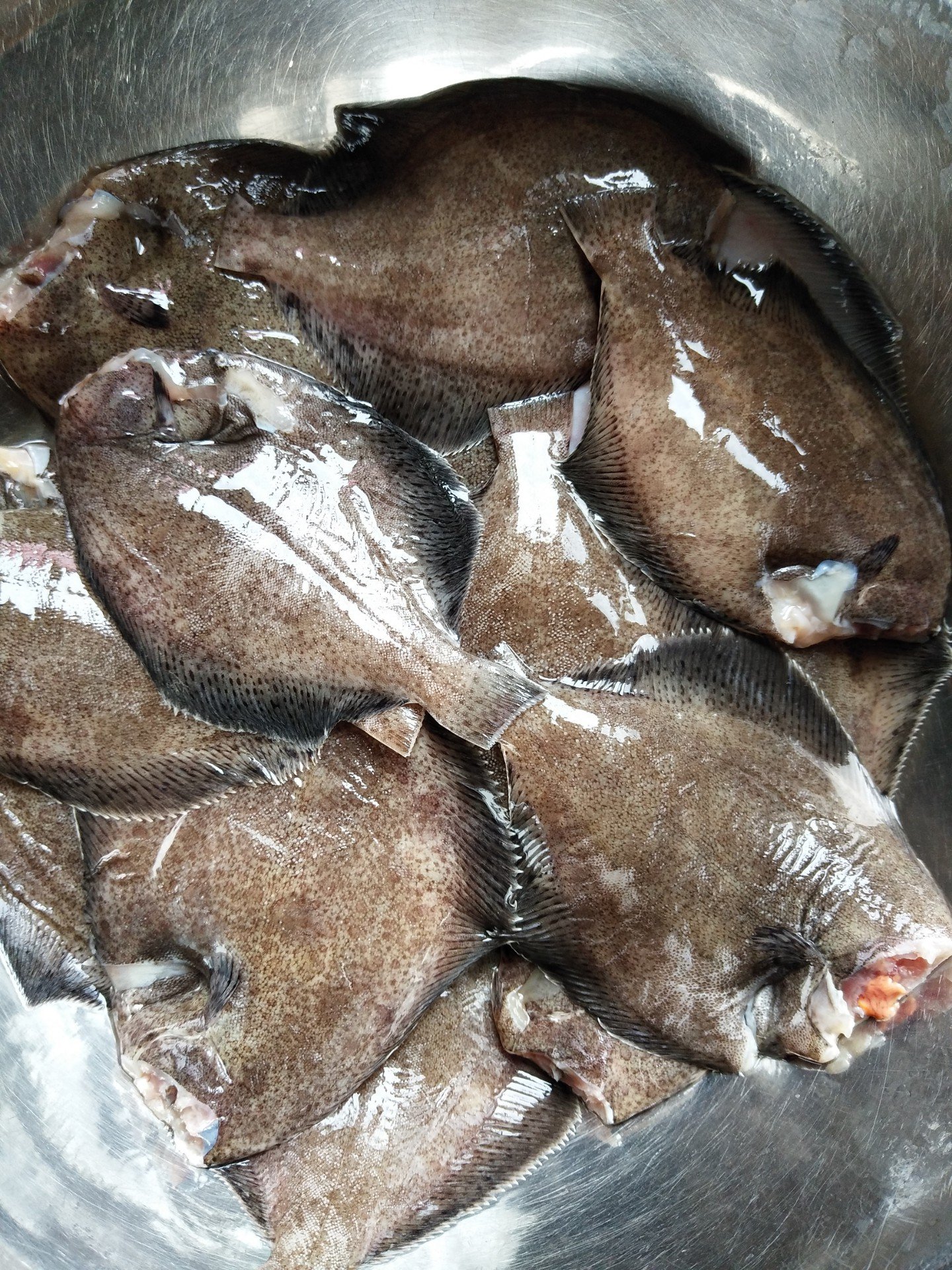 这么新鲜的鼓眼鱼大家吃过吗 63       赞                   评论