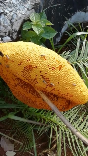 土养蜜蜂蜂仔的主页-快手直播