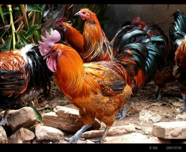 美丽漂亮的母鸡变凤凰 63       赞                   评论