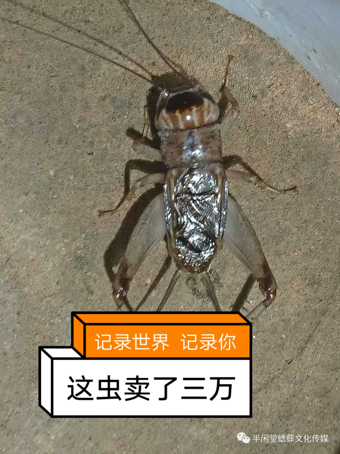 三万二白黄蛐蛐图片