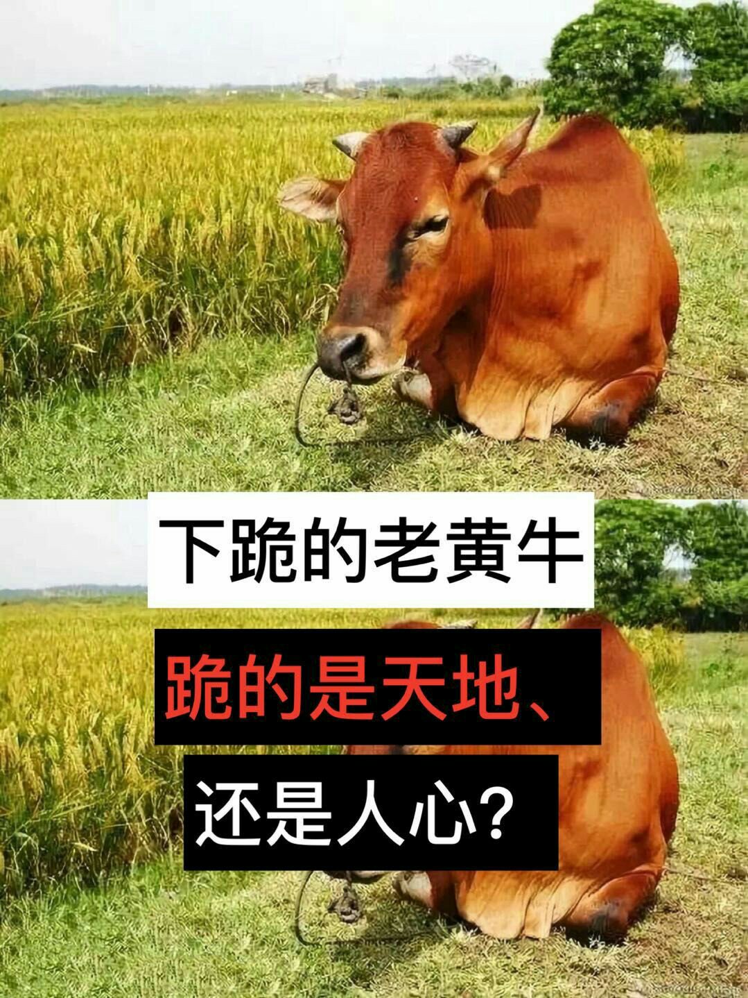 快手直播