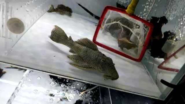 l029龙钻坦克(巴西) 279        赞                   评论