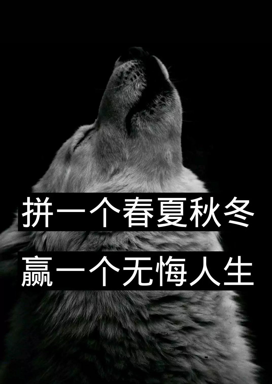 拼一个春夏秋冬,赢一个无悔人生 110       赞