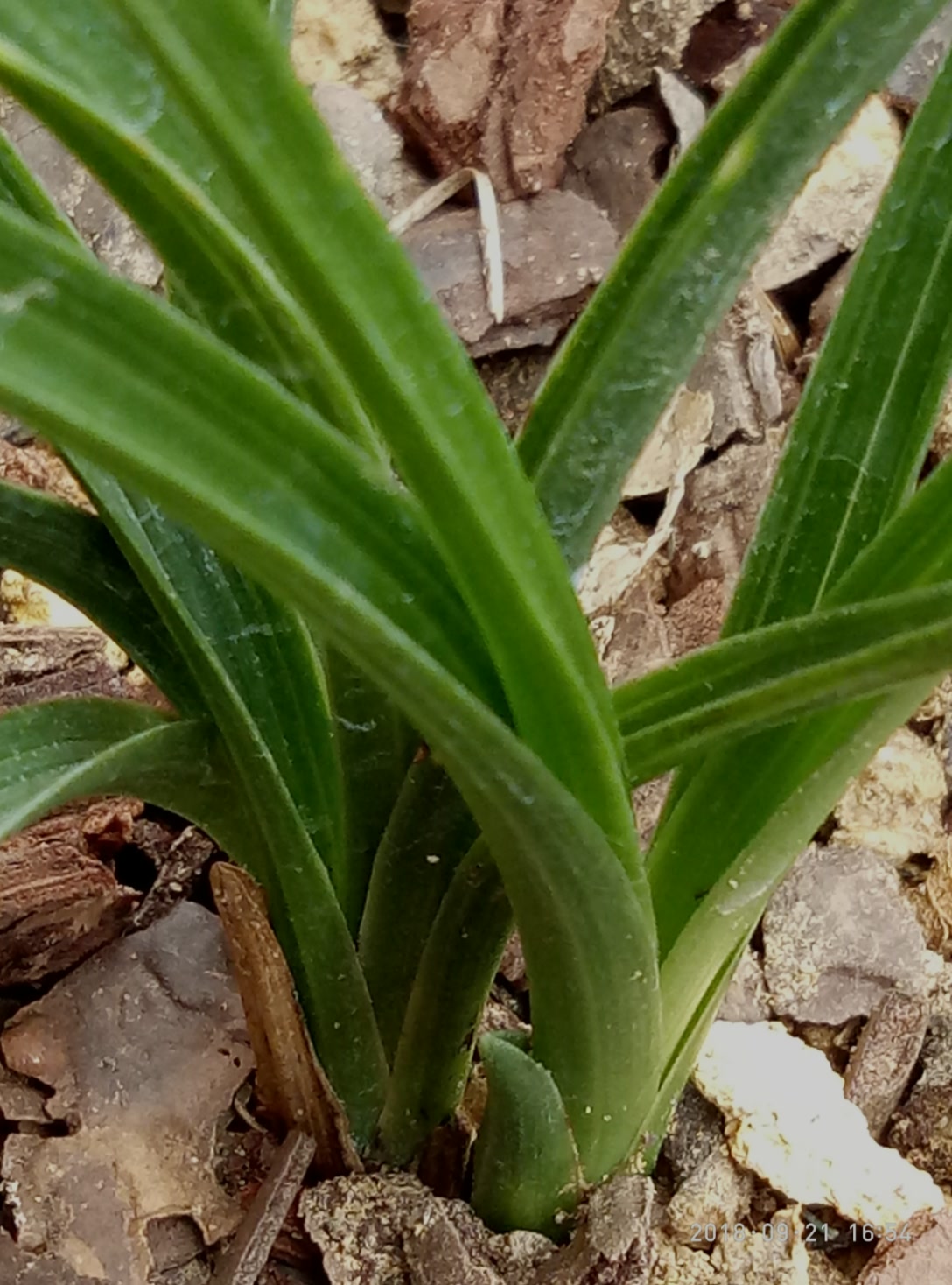 蕙兰木纹草,叶片厚实,深v,木纹皮明显,壮壮壮!