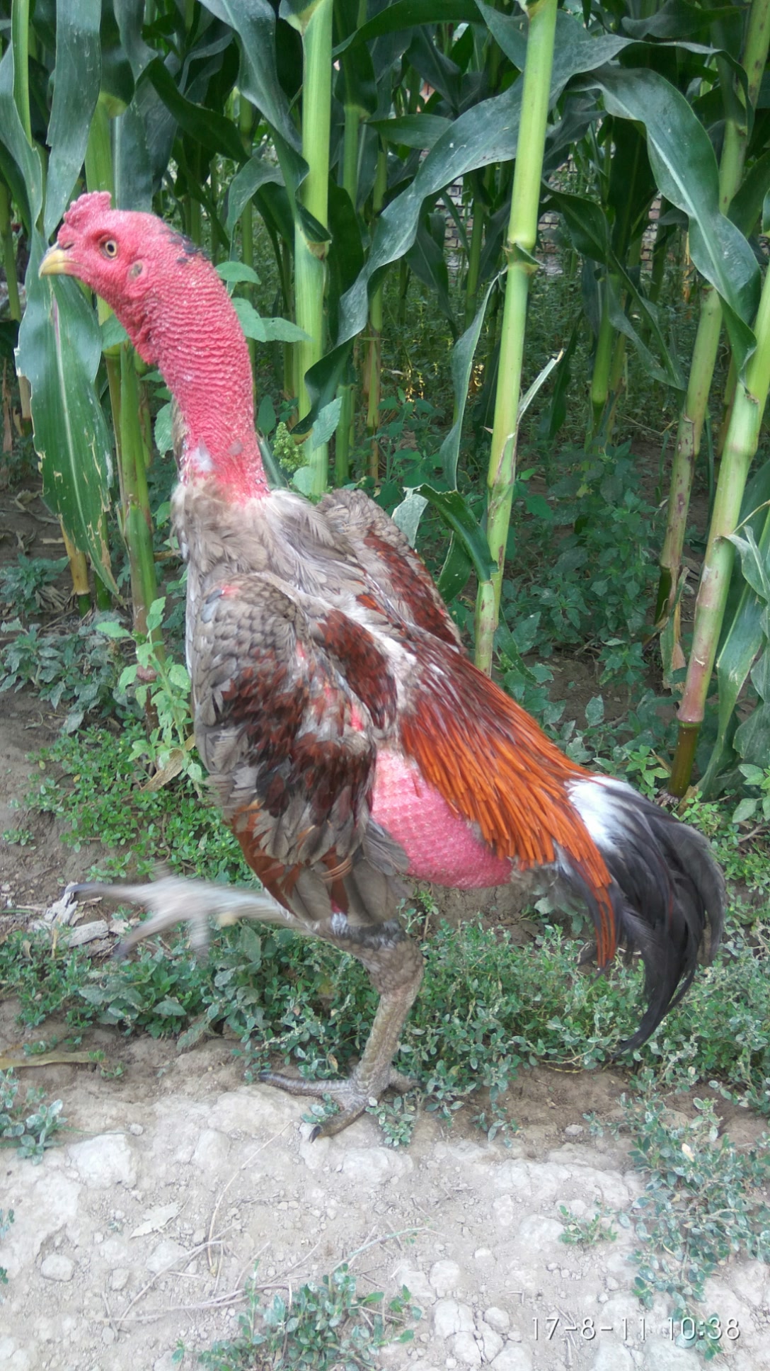 新疆斗鸡爱好者的主页-快手直播