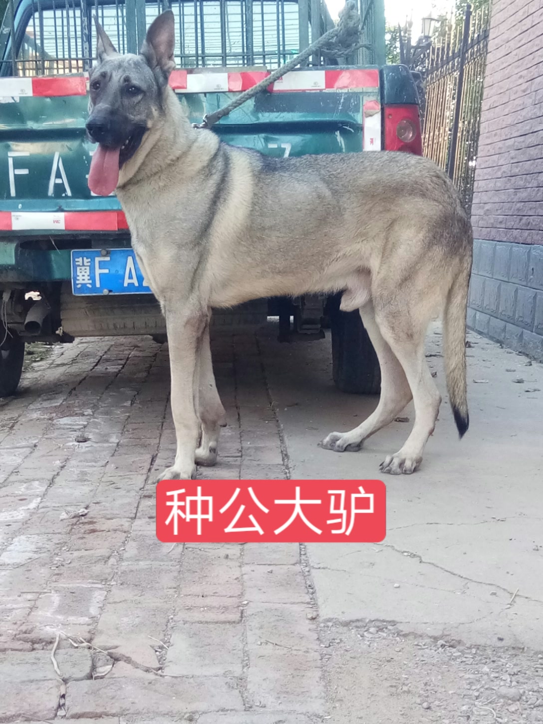 河间老韩(狼青养殖)的主页-快手直播