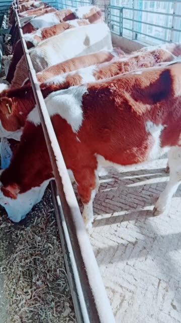 吉林丰泰牧业(大壮)的主页-快手直播