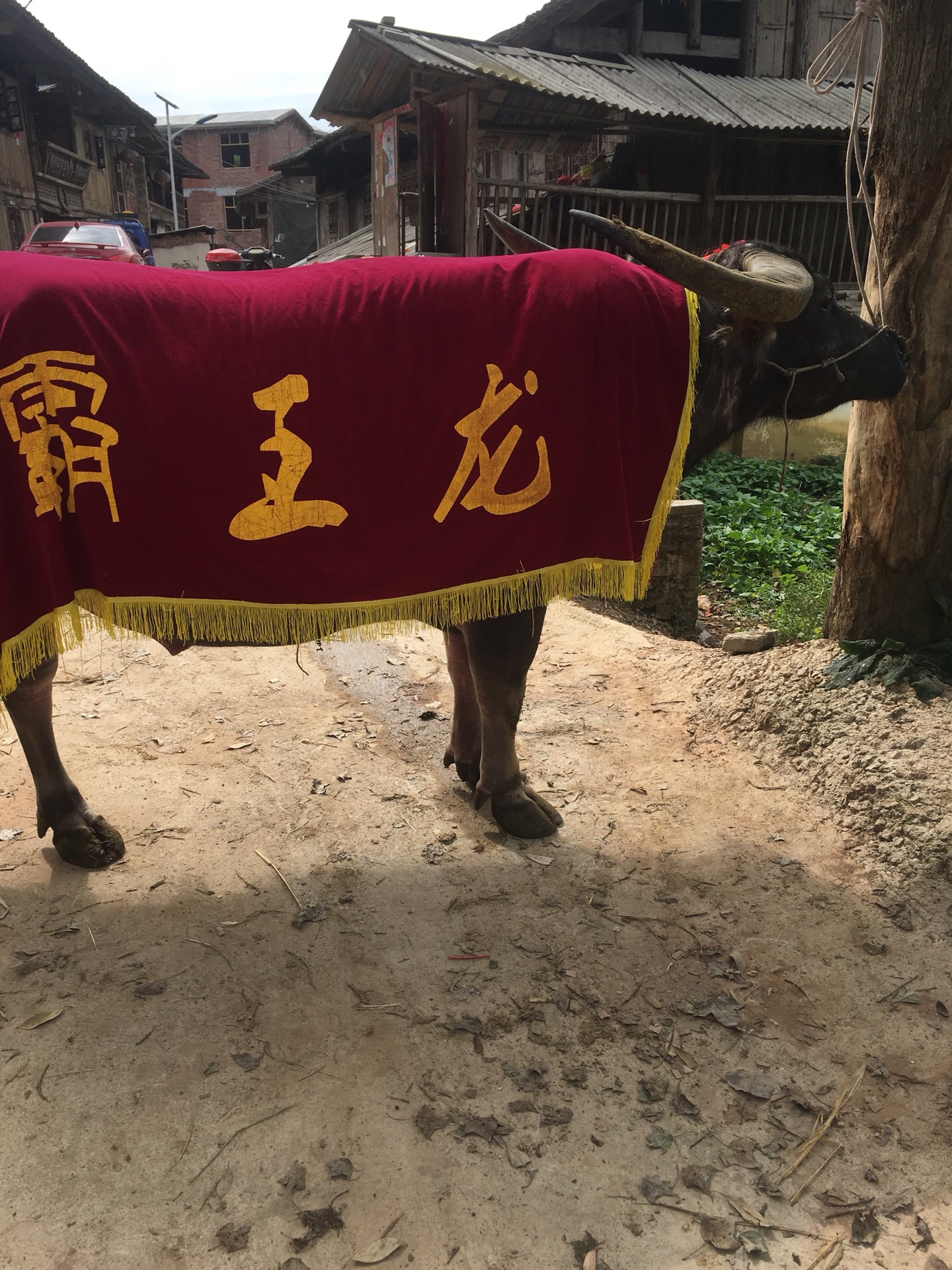 马寨斗牛协会 牛王霸王龙 777 5759     98 赞                 36