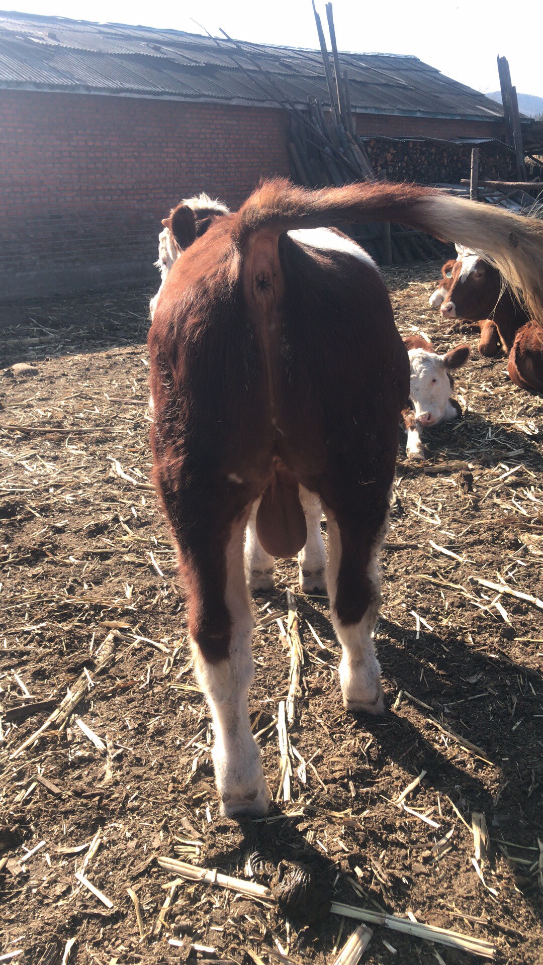 我是东北养牛人