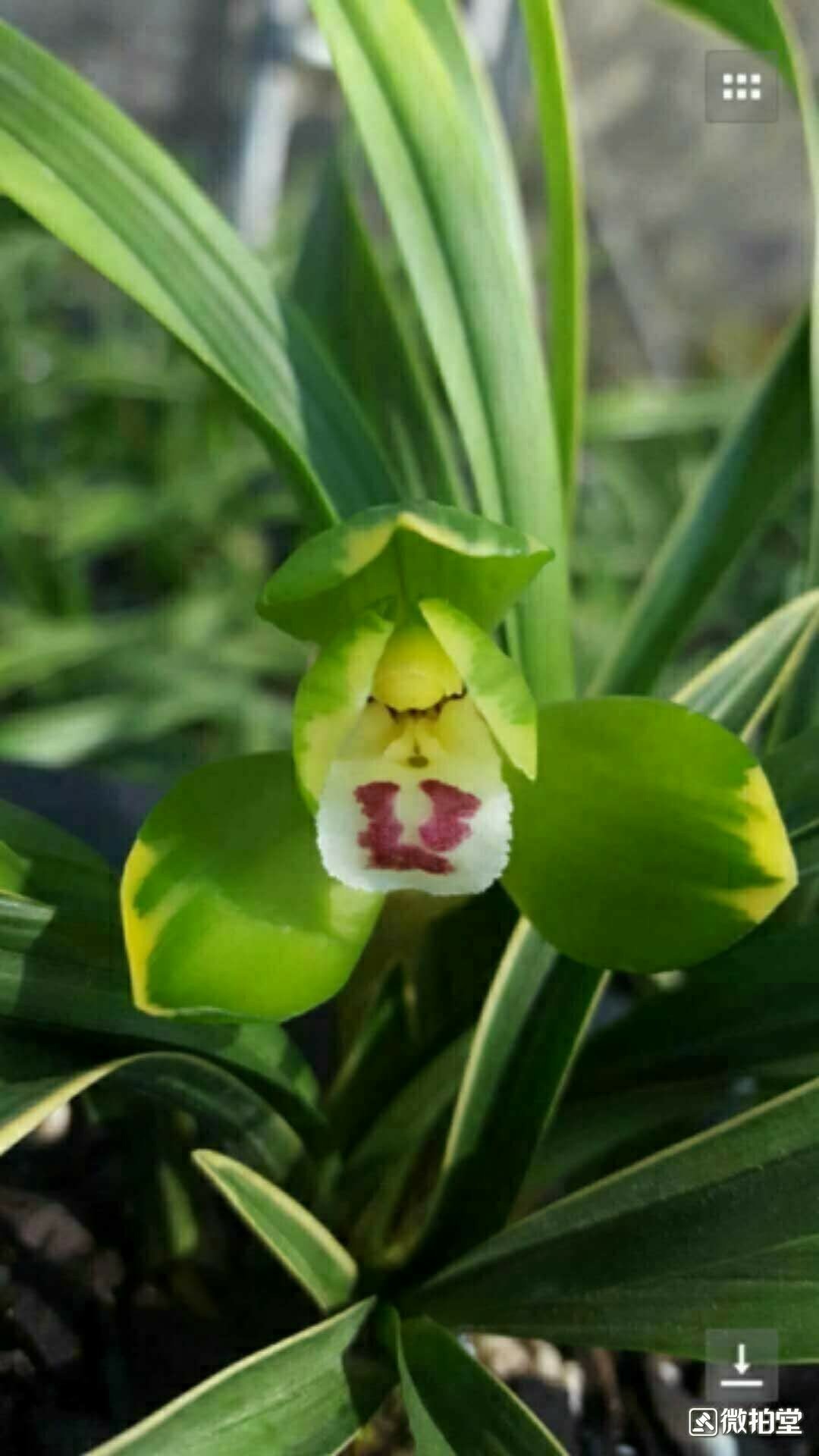 金富贵兰花介绍图片