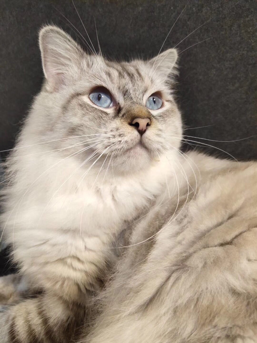 萌宠 #猫 布偶山猫手套大公 眼色素好 大体 会配无病无癣 800 3月前