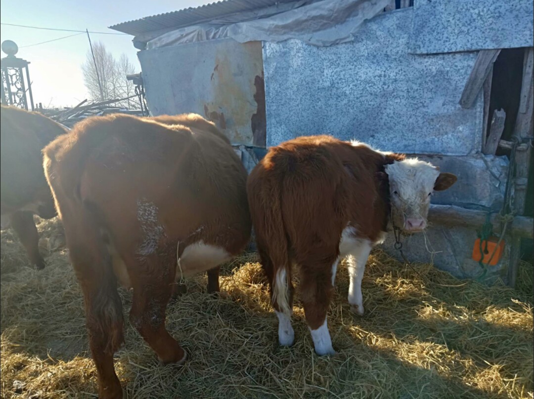 卖牛五个,两个莽子 2周前