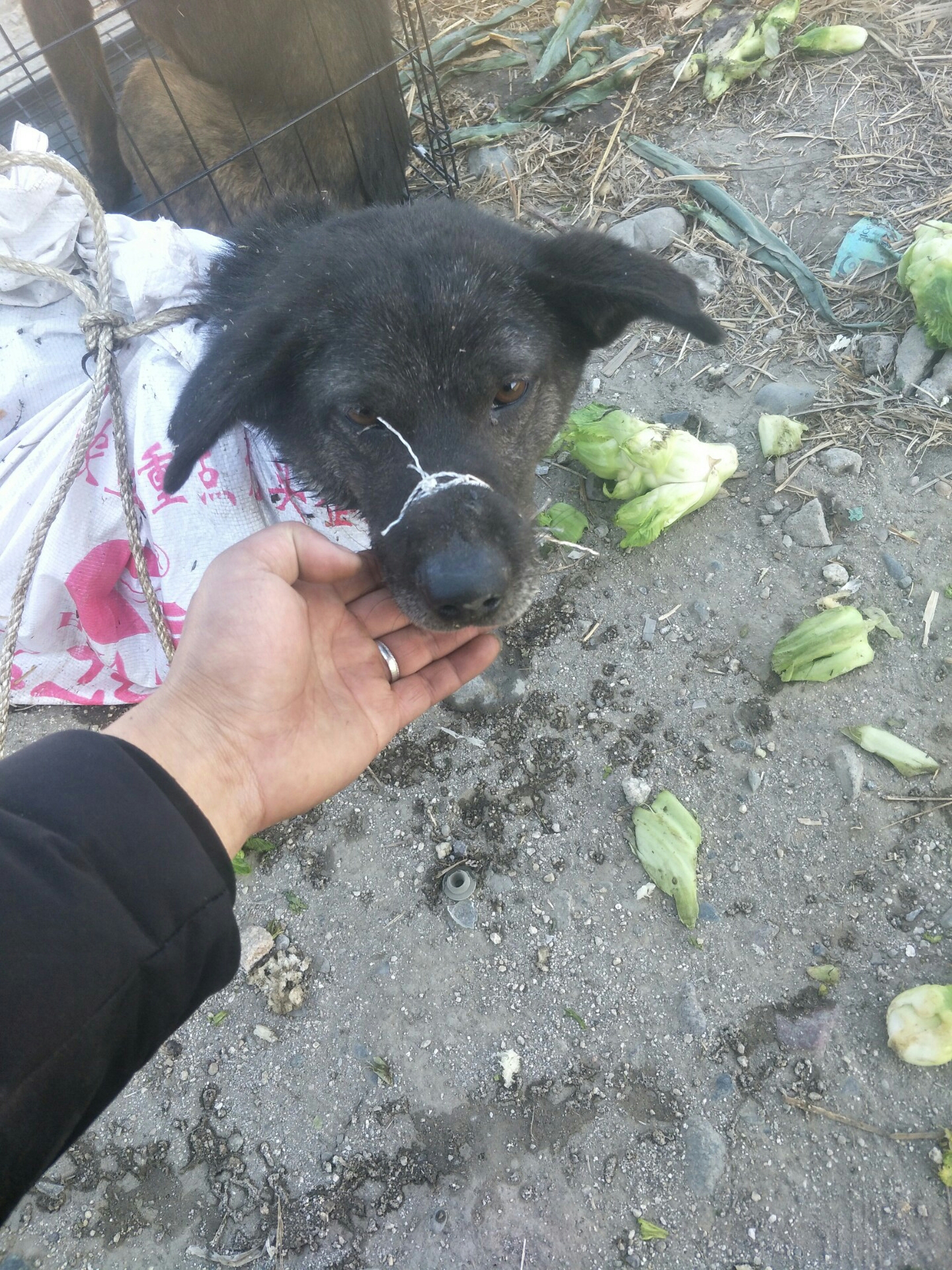 四川凉山猎犬