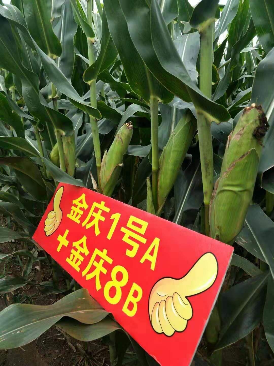 第一批种子剩的不多啦,保证正品,想要的速度来 @公主岭金庆种业 2月前