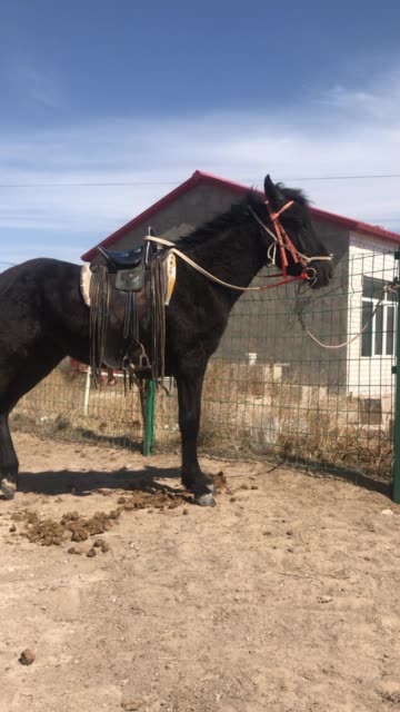 科尔沁旗是出彩中国马队