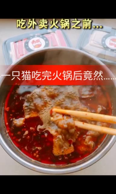 猫咪:火锅真是顿顿不能少啊!#猫 #搞笑萌宠 #吃火锅  .w  5天前