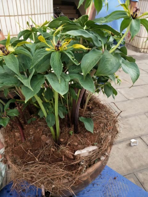 盆景(重楼) 4天前