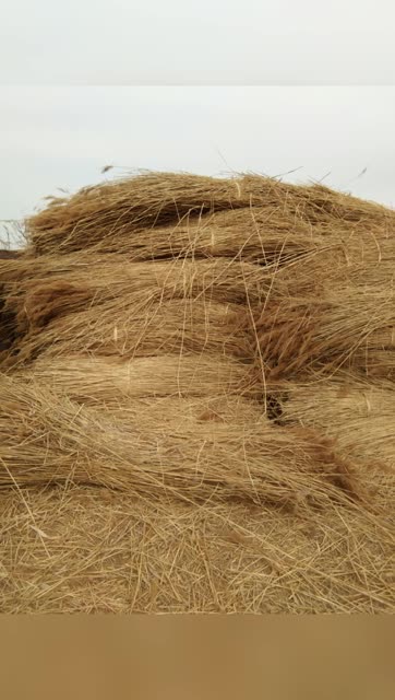 芦苇板热销中           718                      4